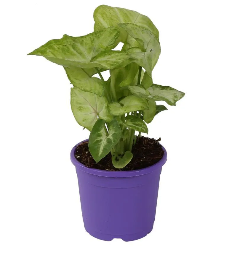 4" Flower Pot Violet Colour Sunrise Series (10 cm)