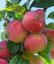 Apple: 'Tinkerbelle' 5 Gal