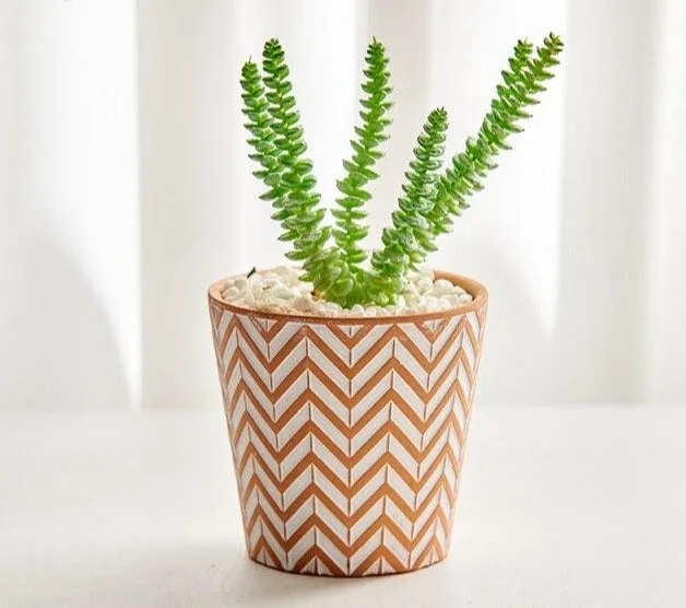 Boho terracotta plant pots