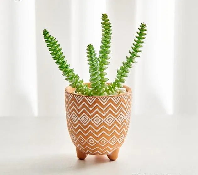 Boho terracotta plant pots