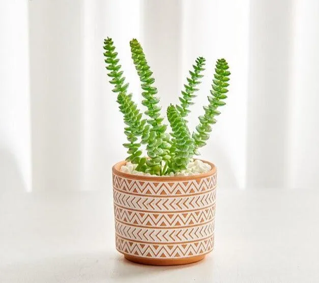 Boho terracotta plant pots