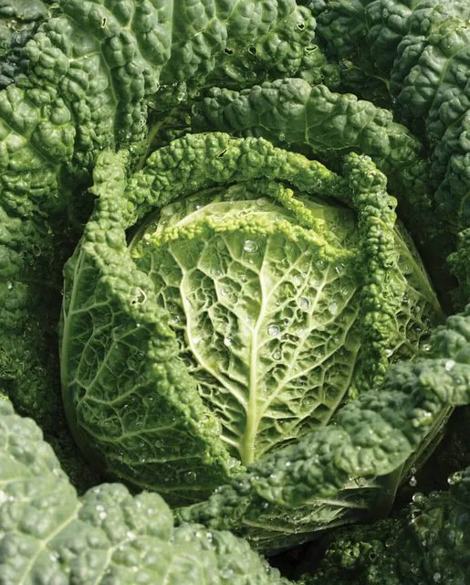 Cabbage — Capriccio Savoy