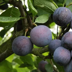 Damson Langley Bullace