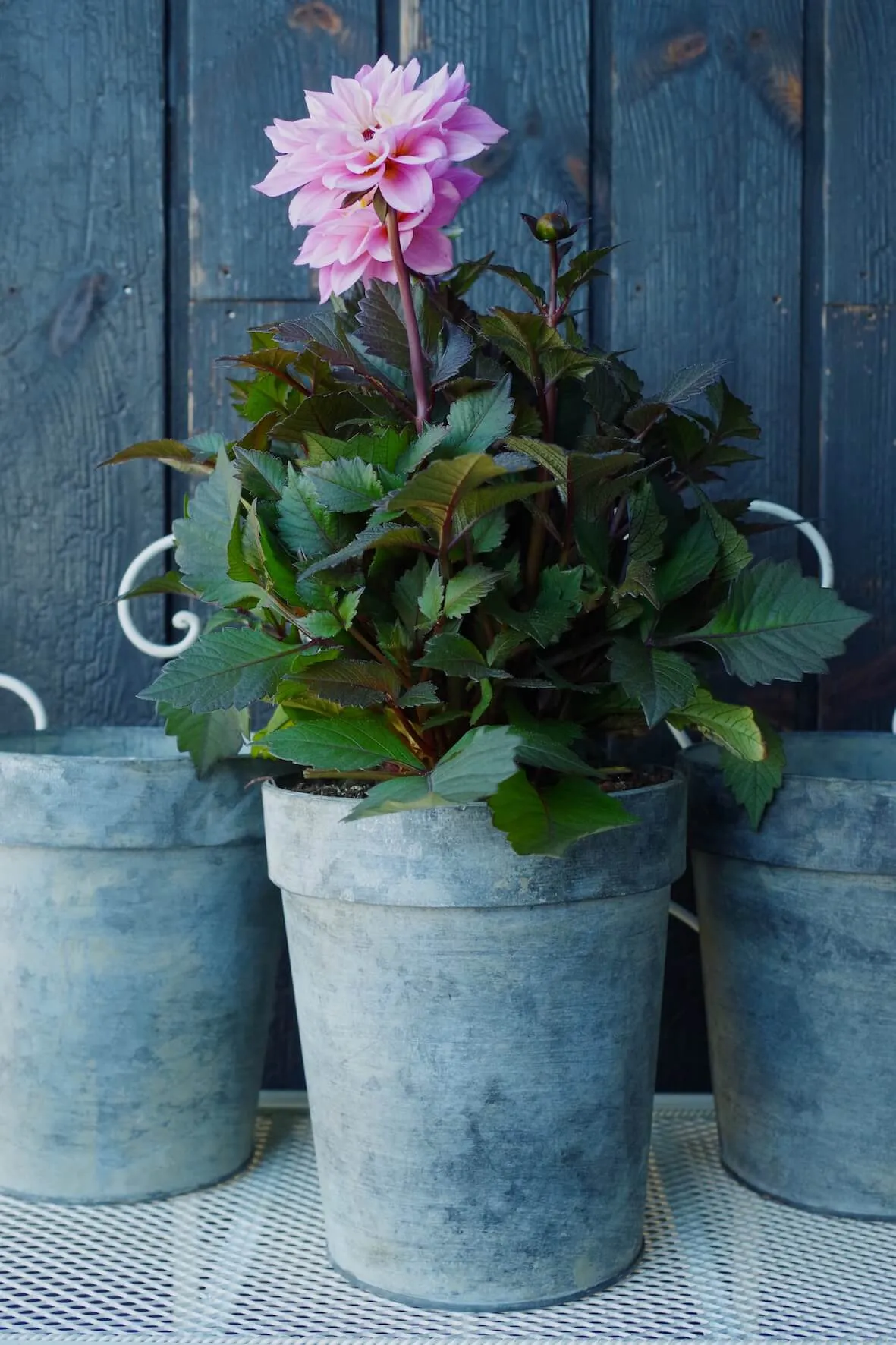 Galvanised Flower Pot Large - Set of 3