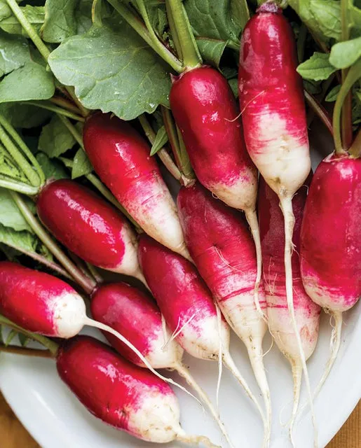 Radishes — French Breakfast Heirloom