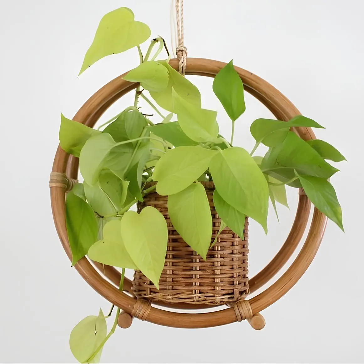 Rattan Hanging Plant Pots | Cane Hanging Flower Pots | Bamboo Hanging Planters - Ishita