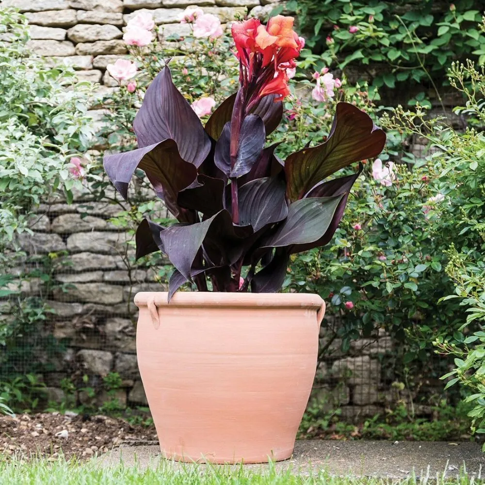 Woodlodge 36cm Clove Brace Pot